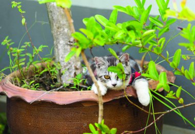 Bahçedeki beyaz kumların üzerinde güzel sarı gözleri olan sevimli küçük kedicik.