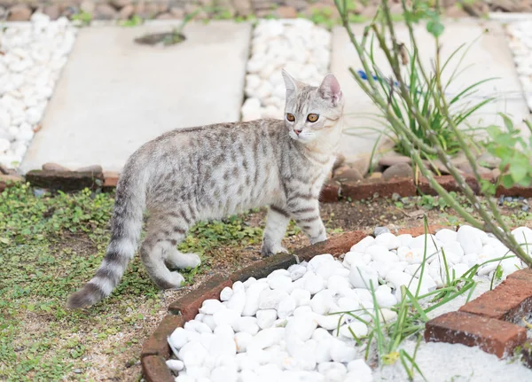 Adorável Bonito Gato Gordo Com Belos Olhos Amarelos Grama Jardim — Fotografia de Stock