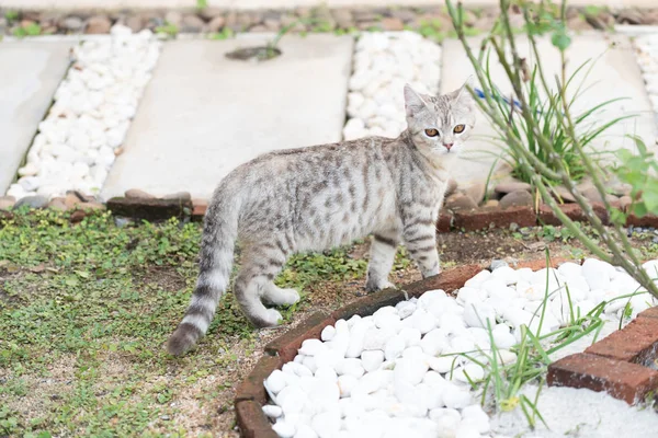 Bel Gatto Tubby Carino Con Bellissimi Occhi Gialli Sull Erba — Foto Stock