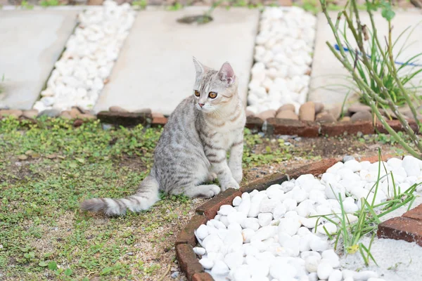 Adorável Bonito Gato Gordo Com Belos Olhos Amarelos Grama Jardim — Fotografia de Stock
