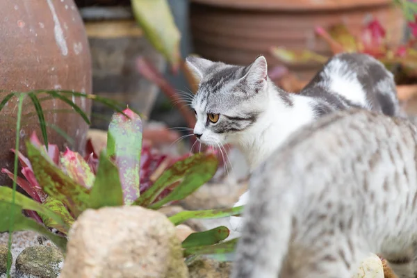 Gato Bonito Bonito Bonito Com Belos Olhos Amarelos Areia Branca — Fotografia de Stock