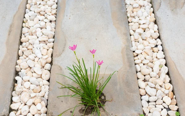 風景モダンなシンプルな石の経路白庭の装飾 茶色の小石とピンクの雨ユリの花 — ストック写真