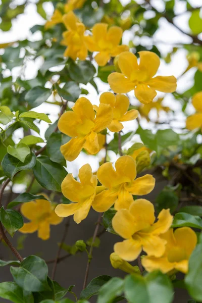 Hermosas Flores Amarillas Con Hojas Verdes Valla Metálica Sobre Fondo — Foto de Stock