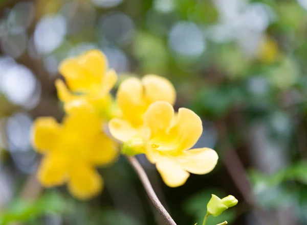 Gros Plan Belles Fleurs Jaunes Avec Fond Feuilles Vertes Griffe — Photo