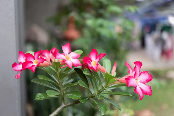 Belle Fleur Azalée Rose Dans Jardin Avec Nature Verte Fond — Photo