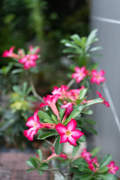 Belle Fleur Azalée Rose Dans Jardin Avec Nature Verte Fond — Photo