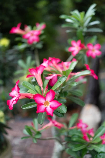 Belle Fleur Azalée Rose Dans Jardin Avec Nature Verte Fond — Photo