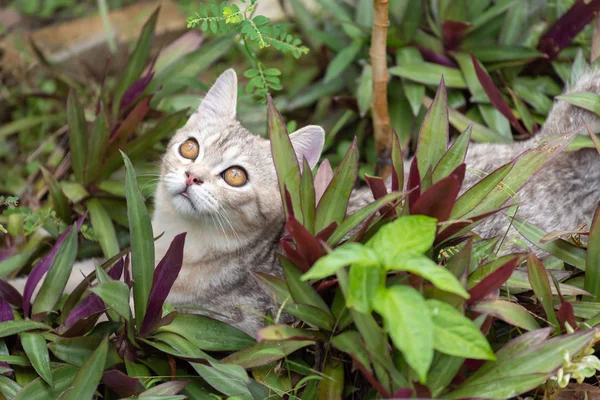 Schöne Niedliche Kleine Katze Mit Schönen Gelben Augen Garten Freien — Stockfoto