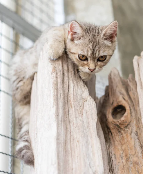 Schöne Niedliche Kleine Katze Auf Holzklotz Blick Nach Unten — Stockfoto