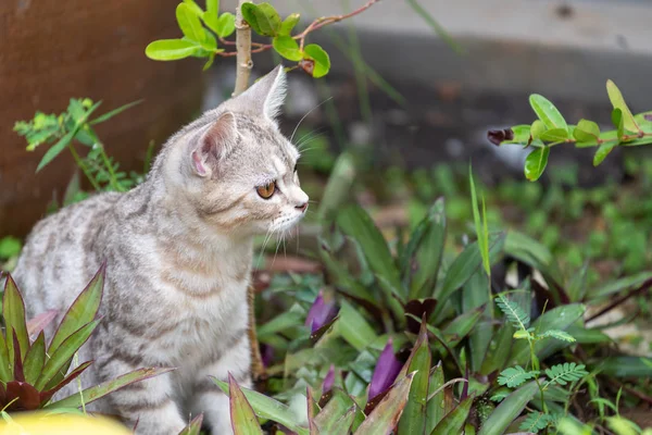 Mooie Schattige Kleine Kat Met Mooie Gele Ogen Tuin Buiten — Stockfoto