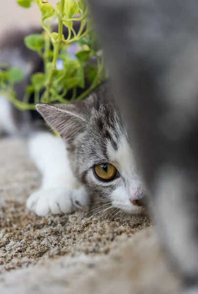 Прекрасний Милий Маленький Кіт Красивими Жовтими Очима Білому Піску Саду — стокове фото
