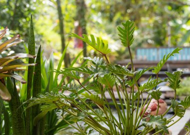 Philodendron, güzel ve benzersiz şekil yeşil arka plan yaprakları