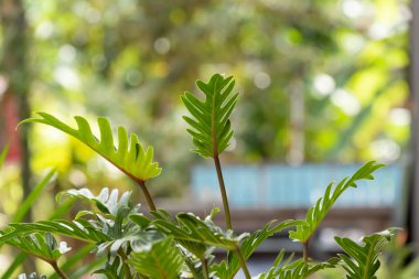 Philodendron, güzel şekil yeşil yaprakları ve sağlıklı yeşillik ov