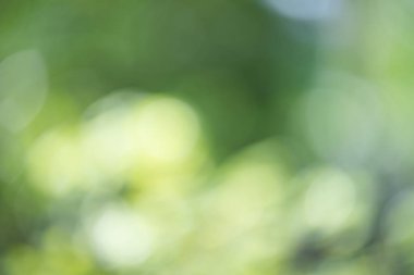 Abstrct defocused renkli yeşil sarı bulanık bokeh backgroun