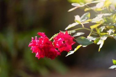 Yeşil bulanık arka plan üzerinde güzel kırmızı gül,