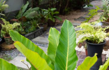 Philodendron, güzel ve benzersiz şekil yeşil yaprakları dekorasyon