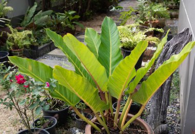 Philodendron, güzel ve benzersiz şekil yeşil yaprakları dekorasyon