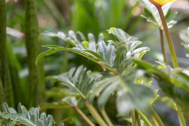 Philodendron, güzel ve benzersiz şekil yeşil arka plan yaprakları