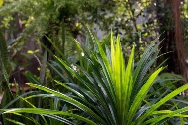 Pandanus amaryllifolius, koku ve sw için Tay madde gıda