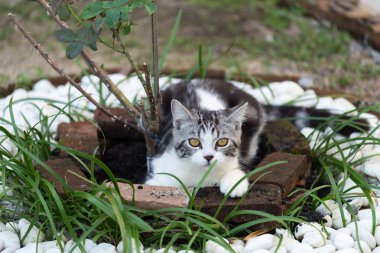 Gül ağacı güzel sarı gözleri ile Lovely sevimli küçük kedi 