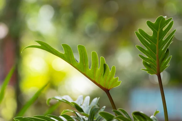 フィロデンドロン、美しい形の緑の葉と健康な葉の卵 — ストック写真