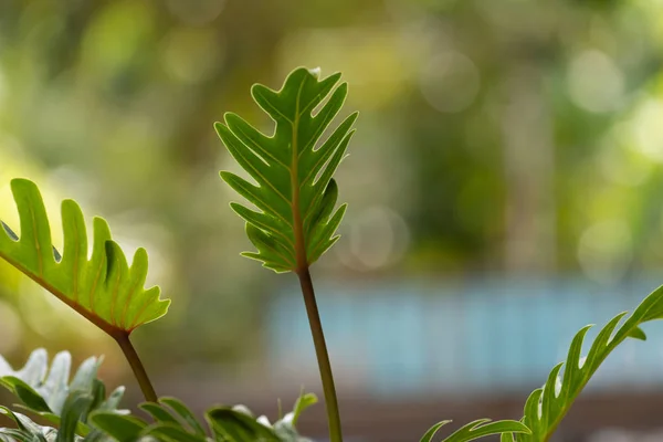 フィロデンドロン、美しい形の緑の葉と健康な葉の卵 — ストック写真