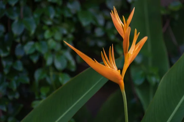 Heliconia psittacorum amarillo exótico, Antorcha dorada, flores con — Foto de Stock