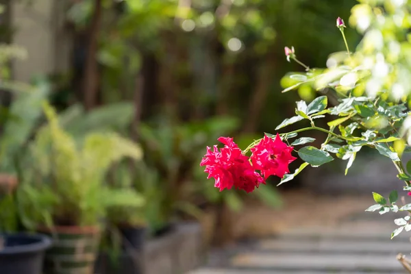 Beautiful red roses flower with  morning sun light in outdoor ga — Stock Photo, Image