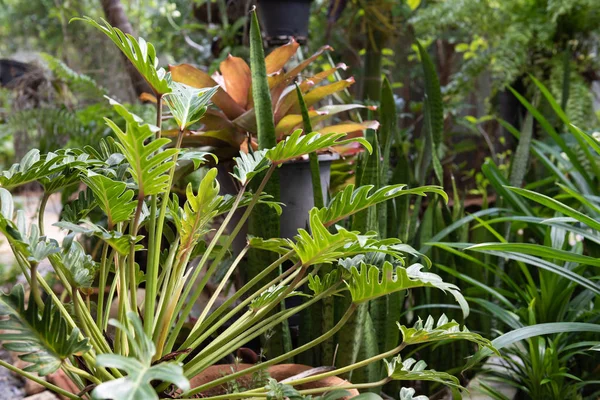 Philodendron, vacker och unik form gröna blad dekoration — Stockfoto
