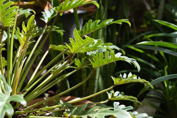 フィロデンドロン、美しく、ユニークな形状緑の葉の背景 — ストック写真