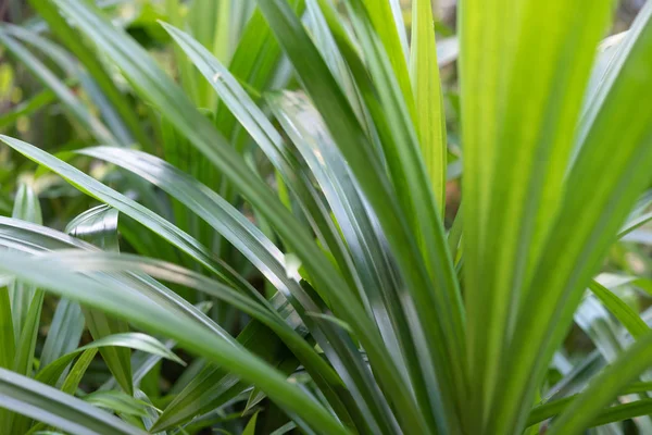 Pandanus amaryllifolius, koku ve sw için Tay madde gıda