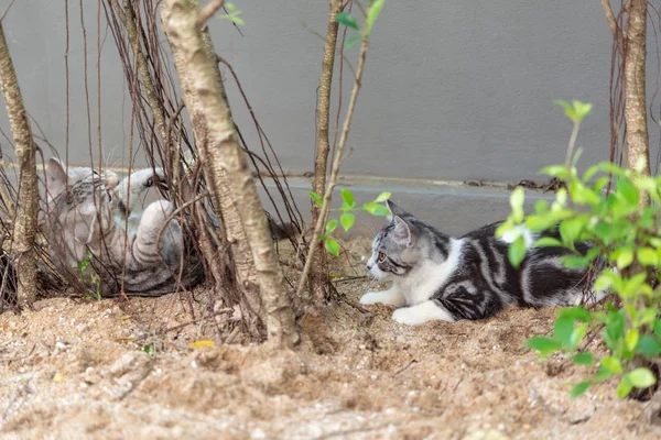 Lovely two cute little cats with  beautiful yellow eyes playing — Stock Photo, Image