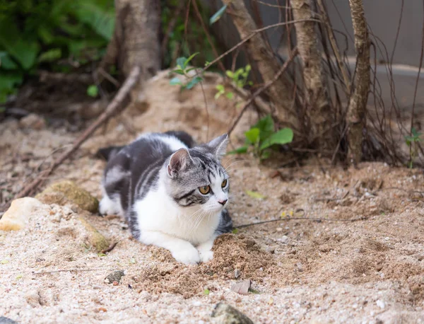 Härlig söt liten katt med vackra gula ögon på vit sand — Stockfoto
