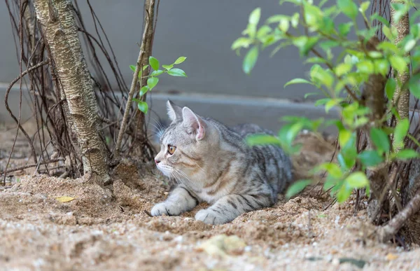 Beyaz kum üzerinde güzel sarı gözleri ile Lovely sevimli tubby kedi — Stok fotoğraf