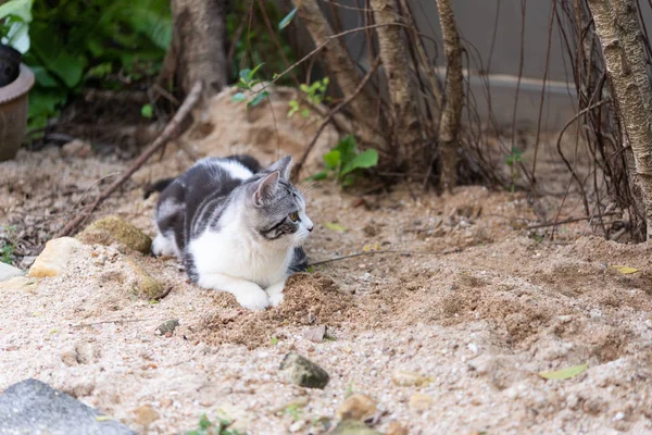 Lindo gatinho bonito com belos olhos amarelos na areia branca — Fotografia de Stock