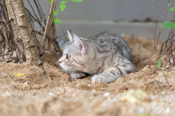 Lindo gato gorducho bonito com belos olhos amarelos na areia branca — Fotografia de Stock