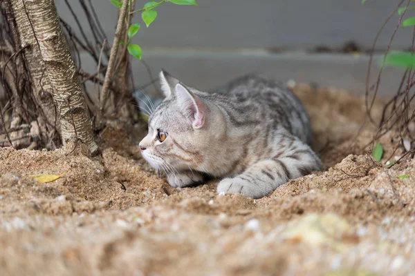 Lindo gato gorducho bonito com belos olhos amarelos na areia branca — Fotografia de Stock