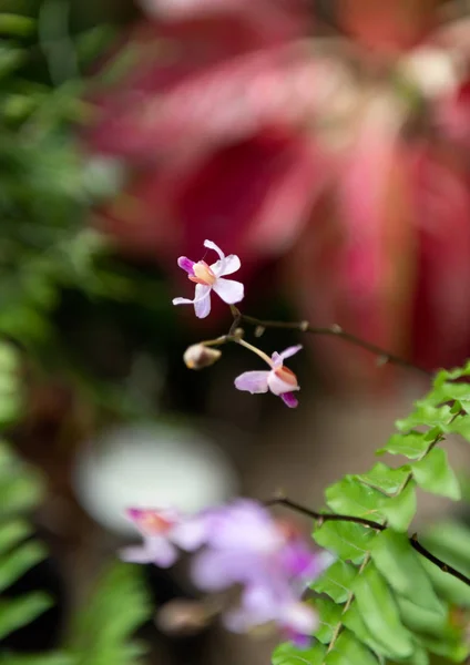 ドリティス・プルチリマ・リンドル、庭の美しい蘭 — ストック写真