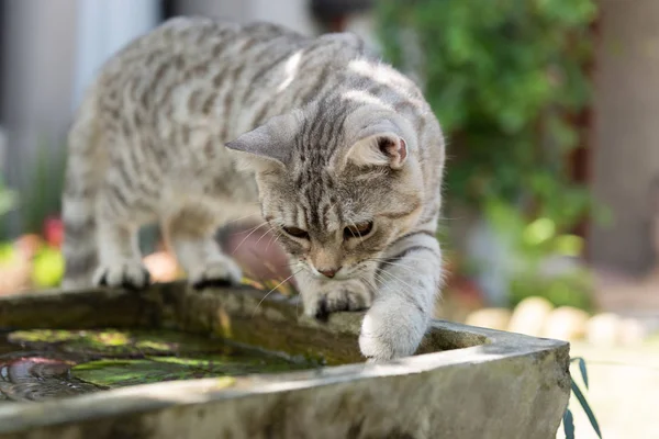 Adorável bonito gato gordinho com belos olhos amarelos sobre loutus po — Fotografia de Stock