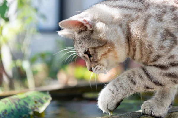 Nilüfer pon üzerinde güzel sarı gözleri ile Lovely sevimli tubby kedi — Stok fotoğraf