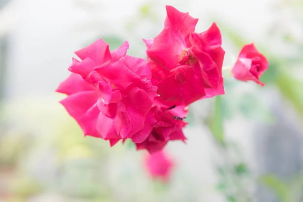Bella rosa rosa su sfondo sfocato , — Foto Stock