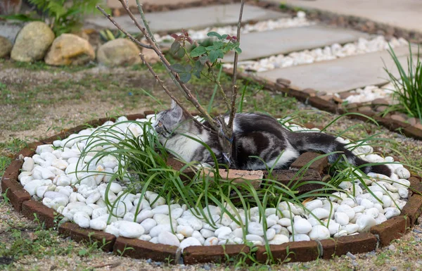 Bel gatto carino con bellissimi occhi gialli su un albero di rose — Foto Stock