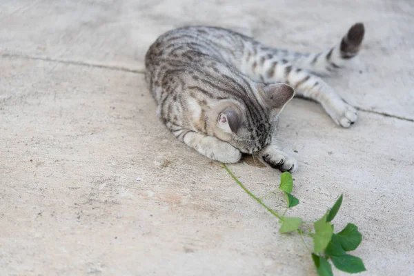 素敵なタビー猫食べる、キャットニップ、インドのアアリファの木、キャットニップ彼女 — ストック写真
