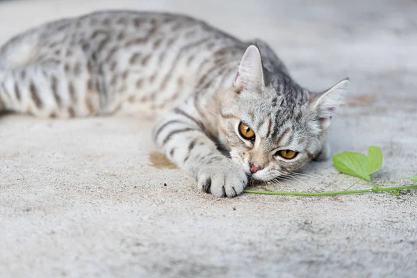 Schöne tubby cat eating, catnip, indischer akalyphabaum, catnip her — Stockfoto