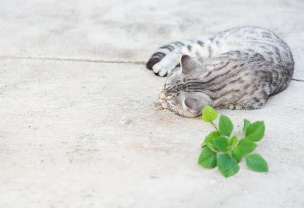 Incantevole gatto tubicino che mangia, erba gatta, albero di Acalipha indiano, l'erba gatta — Foto Stock