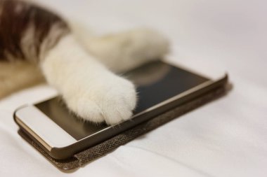 Kedi pençeleri beyaz yatak arka planda akıllı telefon dokunun