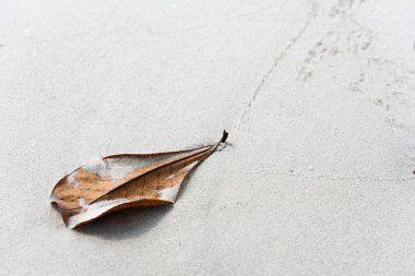 Güzel beyaz kum plaj arka plan üzerinde kurutulmuş yaprak