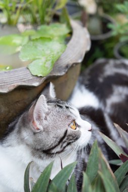 Kapat kedinin güzel sarı gözlerini