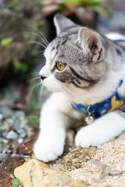 Ловкая котенок с красивыми желтыми глазами в воротнике для безопасности — стоковое фото