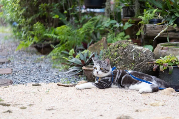 Precioso gatito con hermosos ojos amarillos usando collar para safet — Foto de Stock